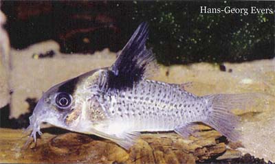 Corydoras sp. C30